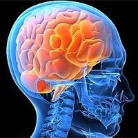 Anatomy of spine=The Brain
